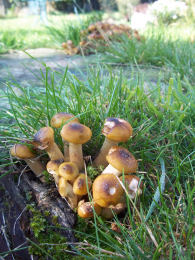 Armillaria gallica field