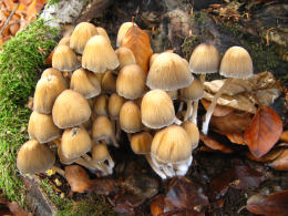 Coprinus micaceus  1