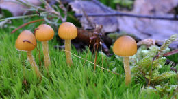 Galerina Hypnorum 2 Mushroom