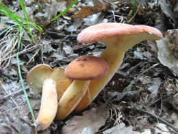 Lactarius volemus