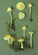Mycena flavo alba Mushroom