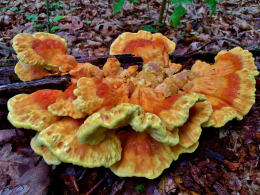 Laetiporus sulphureus   008