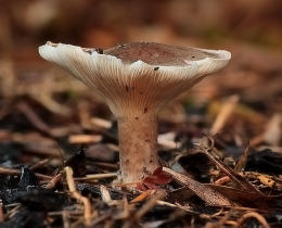 Clitocybe nebularis2