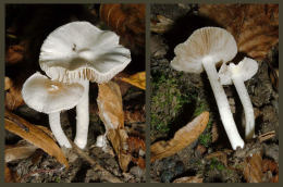 Inocybe geophylla