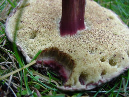 Boletus zelleri