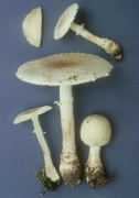 Amanita muscaria var alba Mushroom