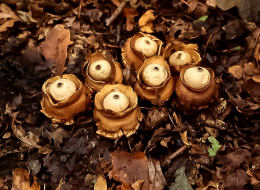 Geastrum triplex7