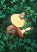 Suillus luteus 2 Mushroom