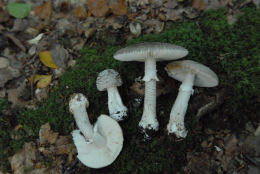 Amanita spissa 6 Mushroom
