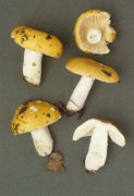 Russula claroflava Mushroom
