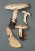 Lactarius pallidus2 Mushroom