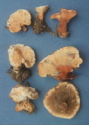 Hydnellum aurantiacum Mushroom
