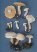 Suillus placidus Mushroom