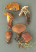 Boletus queletii2 Mushroom