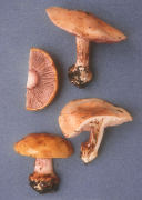 Cortinarius calochrous Mushroom