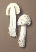 Amanita strobiliformis Mushroom