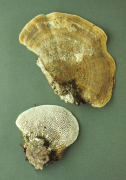Daedalia quercina Mushroom