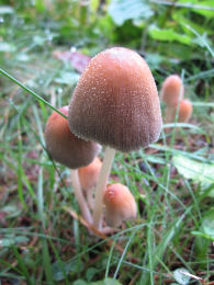 Coprinus micaceus  1