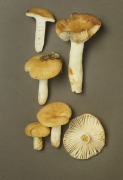 Russula farinipes 2 Mushroom