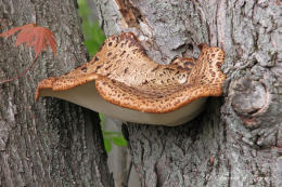 Polyporus squamosus 8