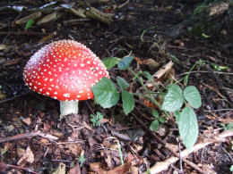 Amanita muscaria 26