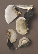 Coriolus hirsutus Mushroom