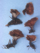 Thelephora terrestris Mushroom