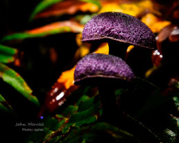 Cortinarius violaceus 2