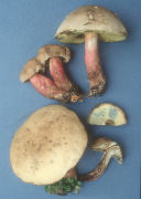 Boletus inedulis Mushroom