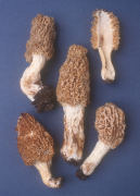 Morchella Carya Hickory Mushroom