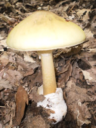 Amanita phalloides 5