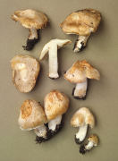 Inocybe patouillardii4 Mushroom