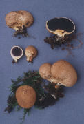 Scleroderma citrinum Mushroom