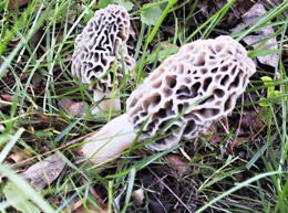 Morchella esculenta 3
