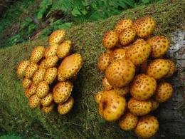 Pholiota limonella