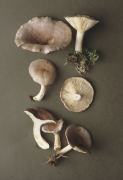 Lactarius vietus3 Mushroom