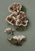 Phellodon melaleucus3 Mushroom