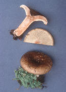 Russula densifolia Mushroom