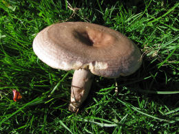 Lactarius vietus4