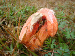 Clathrus ruber