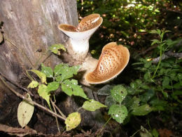 Polyporus squamosus 8