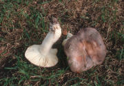 Russula cyanoxantha2F Mushroom