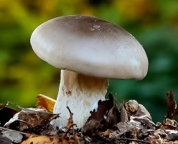 Clitocybe nebularis2