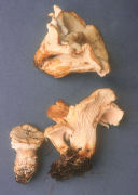 Cantharellus subalbidus2 Mushroom