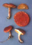 Boletus illudens2 Mushroom