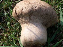 Calvatia cyathiformis2