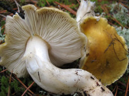 Tricholoma sejunctum2
