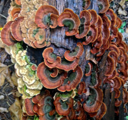 Trametes versicolor