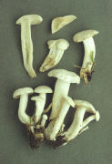 Lyophyllum connatum3 Mushroom