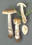 Amanita ceciliae 2 Mushroom